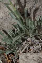 Oreocarya flavoculata