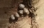 Caracolus marginella