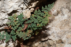 Argyrochosma jonesii