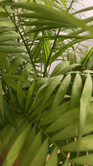 Chamaedorea pochutlensis