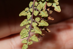 Argyrochosma jonesii