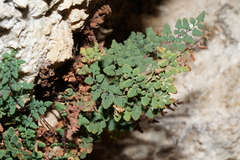 Argyrochosma jonesii