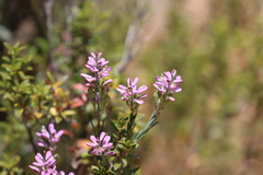 Comesperma polygaloides