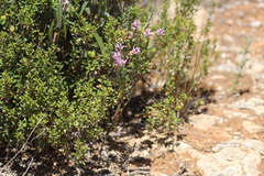 Comesperma polygaloides