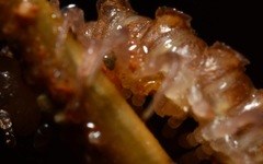 Polydesmus coriaceus