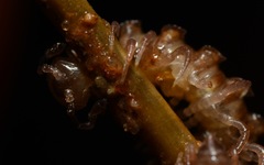 Polydesmus coriaceus