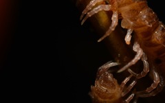 Polydesmus coriaceus