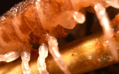 Polydesmus coriaceus