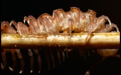 Polydesmus coriaceus
