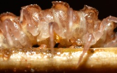 Polydesmus coriaceus
