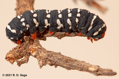 Chlanidophora patagiata