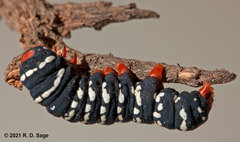 Chlanidophora patagiata