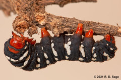 Chlanidophora patagiata