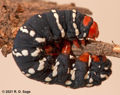 Chlanidophora patagiata