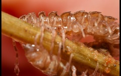 Polydesmus coriaceus