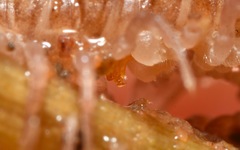 Polydesmus coriaceus