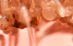 Polydesmus coriaceus