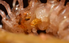 Polydesmus coriaceus