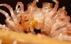 Polydesmus coriaceus