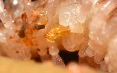 Polydesmus coriaceus