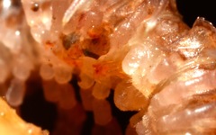 Polydesmus coriaceus