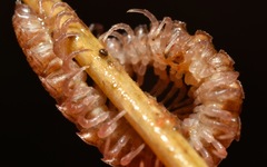 Polydesmus coriaceus