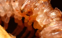 Polydesmus coriaceus