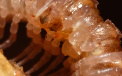 Polydesmus coriaceus