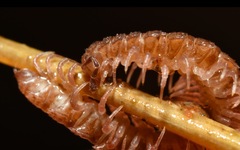 Polydesmus coriaceus