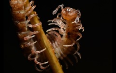 Polydesmus coriaceus