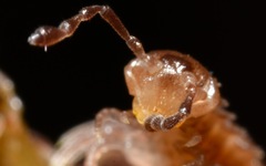 Polydesmus coriaceus