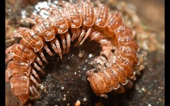 Polydesmus coriaceus