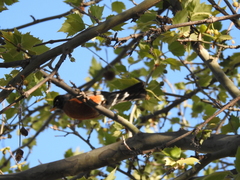 Turdus migratorius