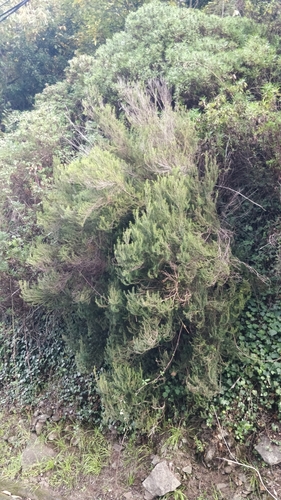 Erica platycodon, photograph 3
