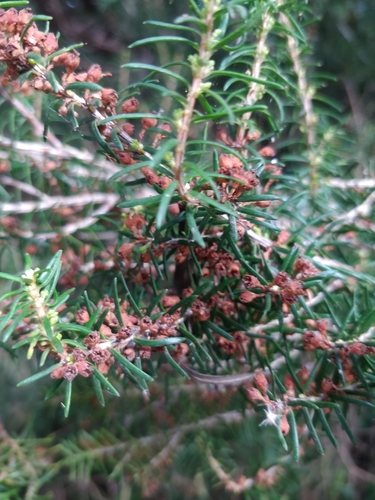 Erica platycodon, photograph 4