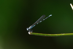 Argia adamsi