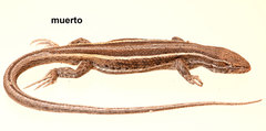 Liolaemus gracilis