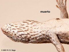 Liolaemus gracilis