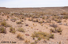 Liolaemus gracilis