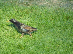 Sturnus vulgaris