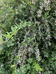 Berberis glaucocarpa