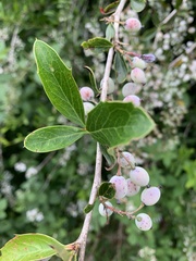Berberis glaucocarpa