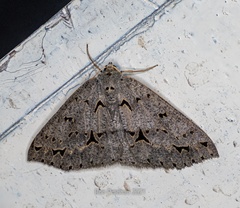 Psyra angulifera