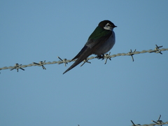 Tachycineta thalassina