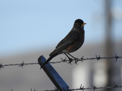 Turdus migratorius