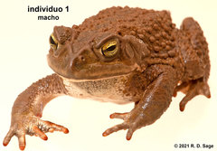 Rhinella arenarum
