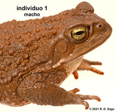 Rhinella arenarum
