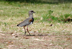 Vanellus chilensis