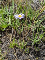 Brachyscome tasmanica