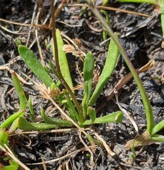 Brachyscome tasmanica